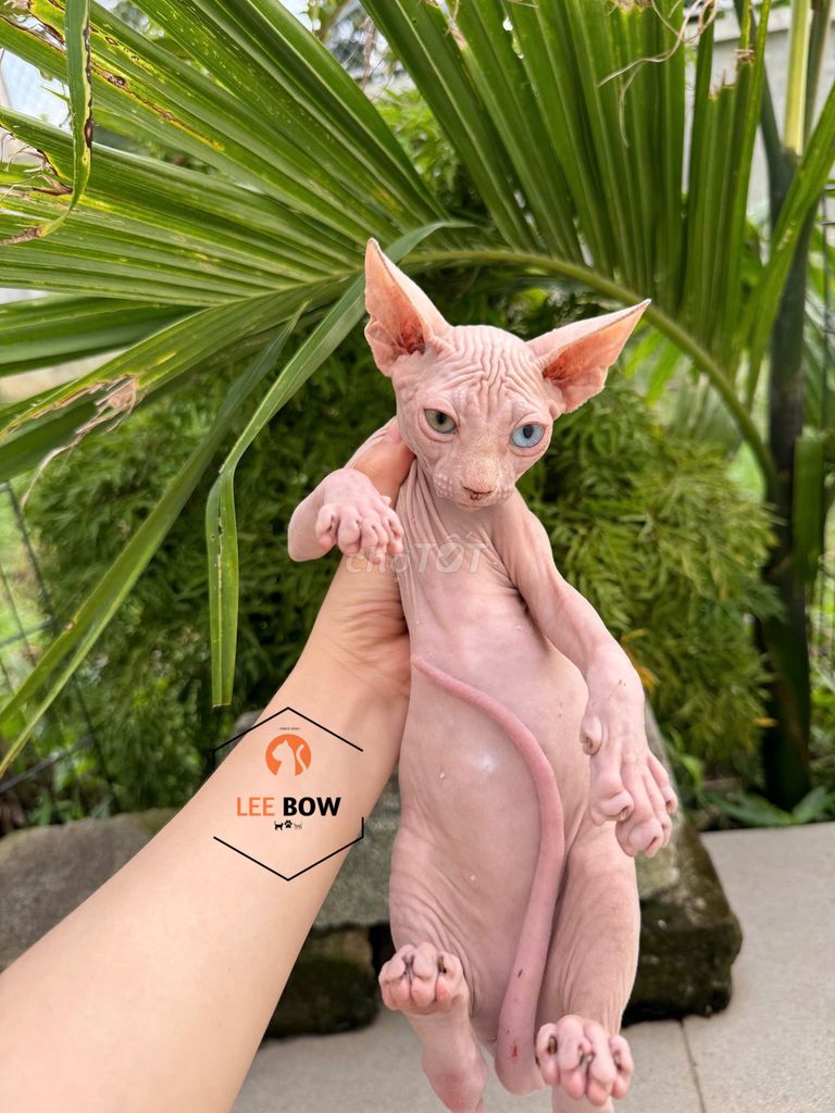 Mèo không lông , mèo ai cập, mèo sphynx