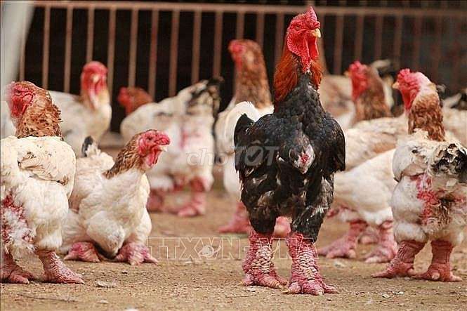 Gà Đông Tảo Mái. Mua bán Gà tại Thành phố Thủ Đức Tp Hồ Chí Minh được đăng bởi Thành tin hình 1