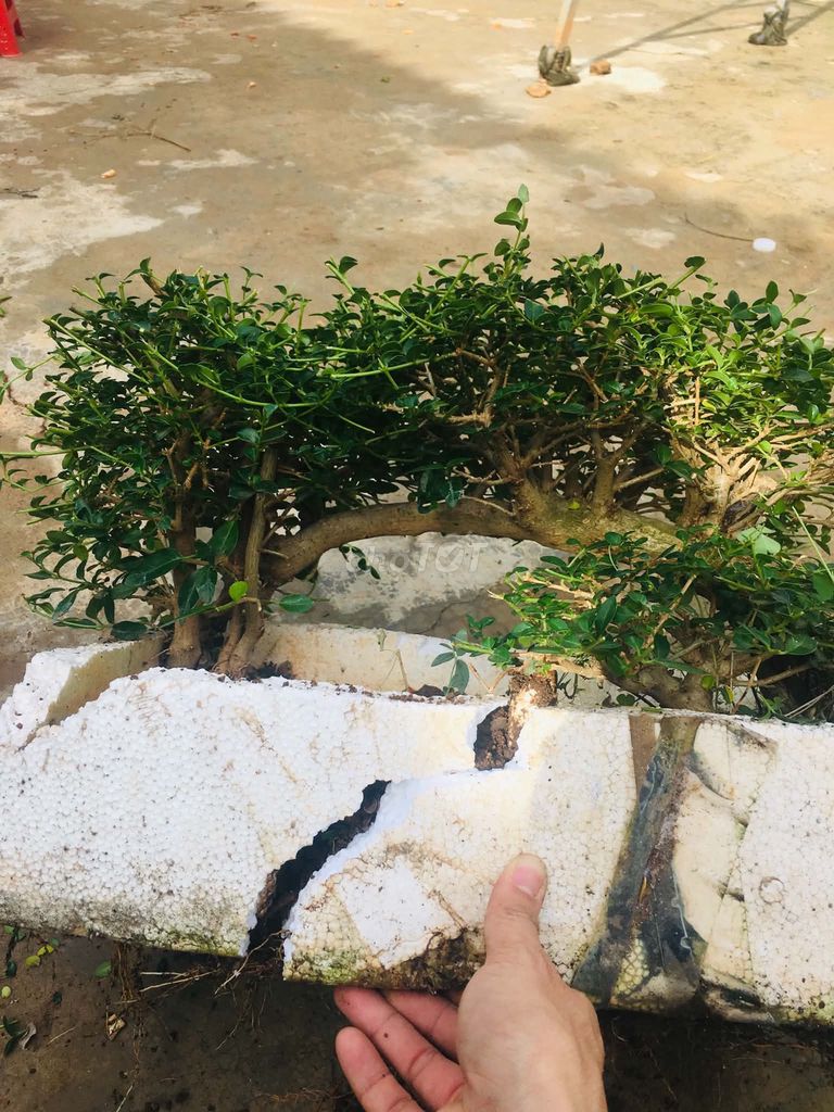 Cây cảnh Sam hương cầu vòng. Mua bán Cây cảnh, đồ trang trí tại Thành phố Buôn Ma Thuột Đắk Lắk được đăng bởi chuyên gà tre gia cong và cây cảnh bonsai hình 1