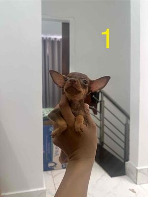 Phốc Hươu : Cha Lilac Mẹ Hươu TC