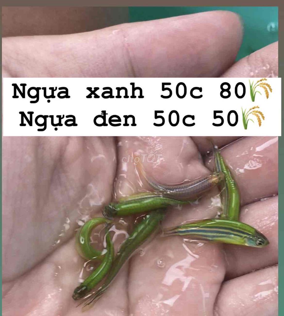 Cá ngựa xanh 2k, 50c 80k, ngựa đen 1k.