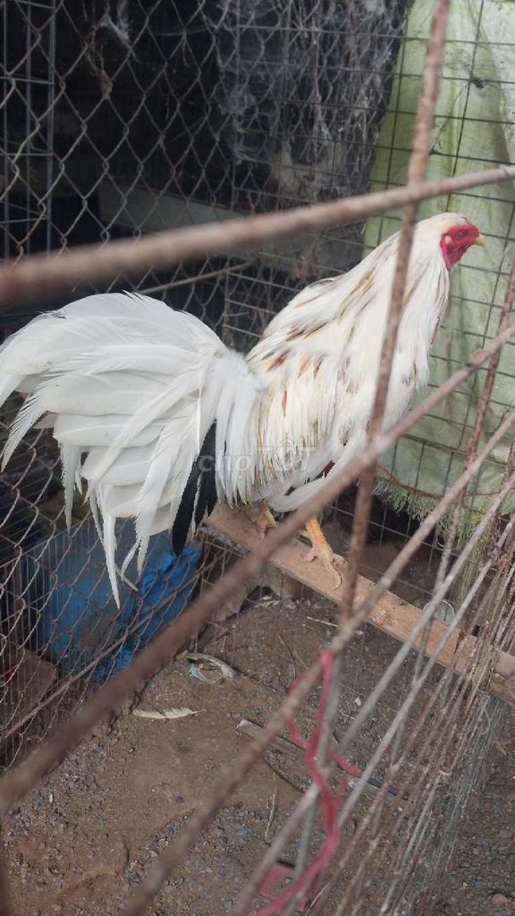 Gà Trắng Đực 1.75kg. Mua bán Gà tại Huyện Hóc Môn Tp Hồ Chí Minh được đăng bởi Luong hoang nghia hình 1