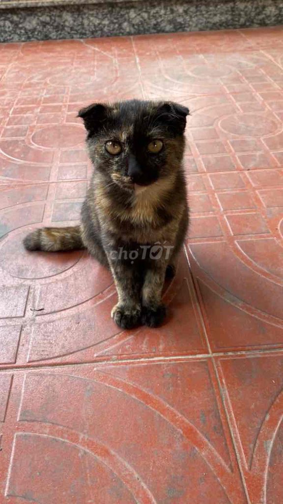 Mèo tai cụp Tam thể Lông mượt. Mua bán Mèo tại Huyện An Dương Hải Phòng được đăng bởi Ngọc Anh hình 1