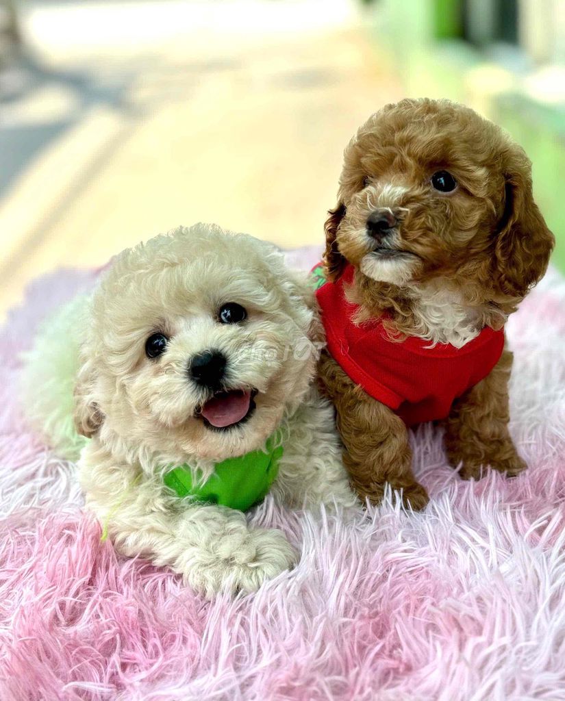 1 cặp 5 tháng tuổi. Mua bán Chó tại Huyện Củ Chi Tp Hồ Chí Minh được đăng bởi LanAnh hình 1