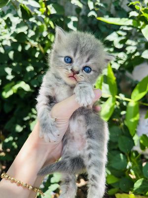 Mèo anh lông dài cần tìm chủ yêu thương. Mua bán Mèo tại Huyện Cao Lãnh Đồng Tháp được đăng bởi Kim Loan