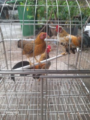Bán gà như hình. Mua bán Gà tại Quận Bình Tân Tp Hồ Chí Minh được đăng bởi Ly Le Hoang