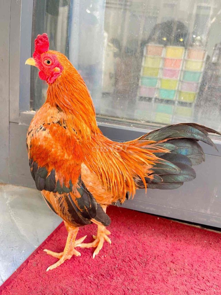 Gà tre Bắc Cộc trống Đỏ cam. Mua bán Gà tại Thành phố Buôn Ma Thuột Đắk Lắk được đăng bởi Phi em hình 1