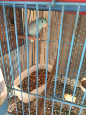 vẹt parolet cặp đang ss m àu như hình chim khoẻ ma. Mua bán Chim tại Thành phố Thuận An Bình Dương được đăng bởi Bình Nguyễn