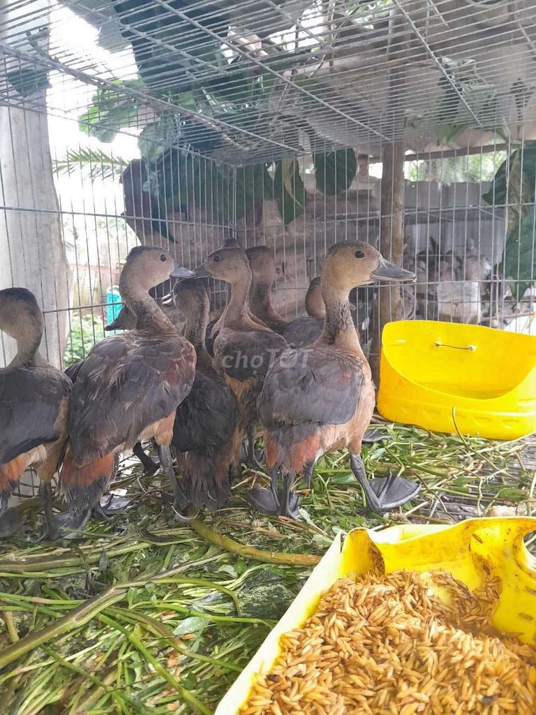 Vịt trời màu Nâu. Mua bán Thú cưng khác tại Quận Long Biên Hà Nội được đăng bởi tổng kho gia dụng  hình 1