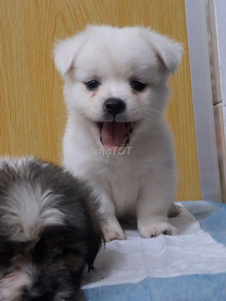 Chó Phốc lai Shih Tzu bé xíu vài lạng. Mua bán Chó tại Quận Tân Bình Tp Hồ Chí Minh được đăng bởi Nguyễn thúy hình 1