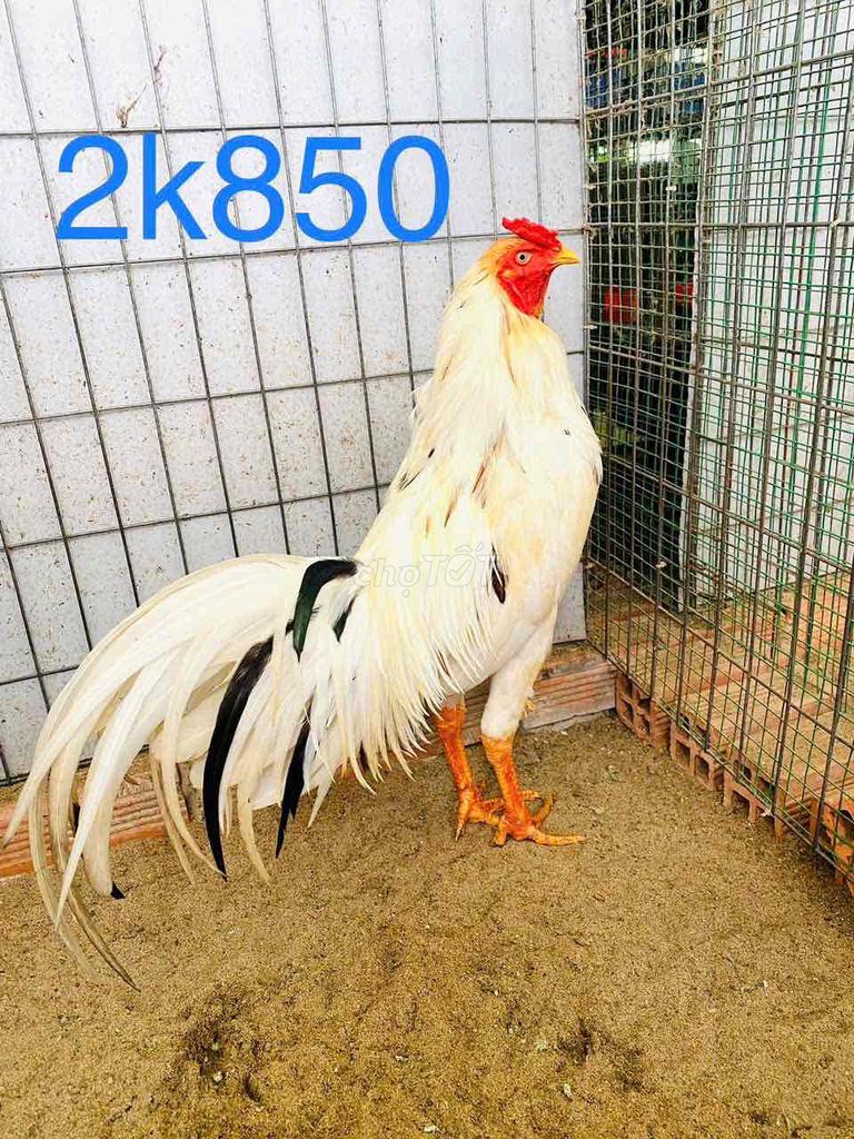 2k8 tay tròn vo tốt. Mua bán Gà tại Huyện Bến Lức Long An được đăng bởi Gà chất lượng  hình 1