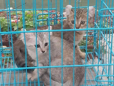 Mèo lông ngắn tai xoắn 2 tháng HÀ NỘI