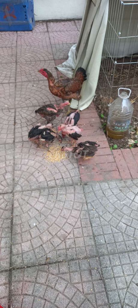 Gà giống con cả hai. Mua bán Gà tại Huyện Gia Lâm Hà Nội được đăng bởi Trung Thành hình 1