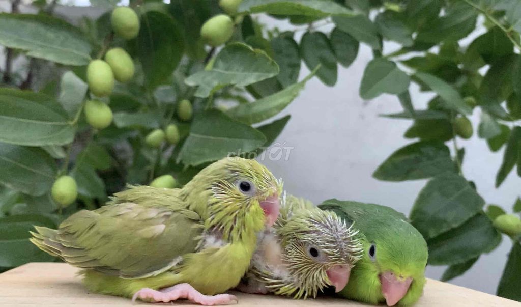 Vẹt Parrotlet non, size đút bột