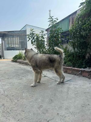 Chó Alaska đực 3 tuổi