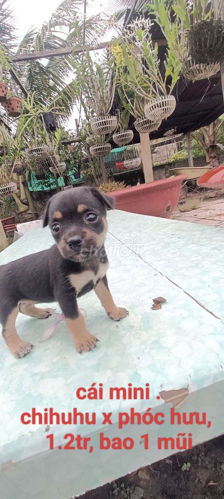 Chó Chihuahua lai Phốc hươu Cái Mini. Mua bán Chó tại Huyện Mang Thít Vĩnh Long được đăng bởi a xây hình 1