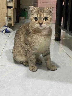 Mèo anh lông ngắn nhà nuôi đẻ nên gã mềm. Mua bán Mèo tại Quận 11 Tp Hồ Chí Minh được đăng bởi Huỳnh Thúc Phương