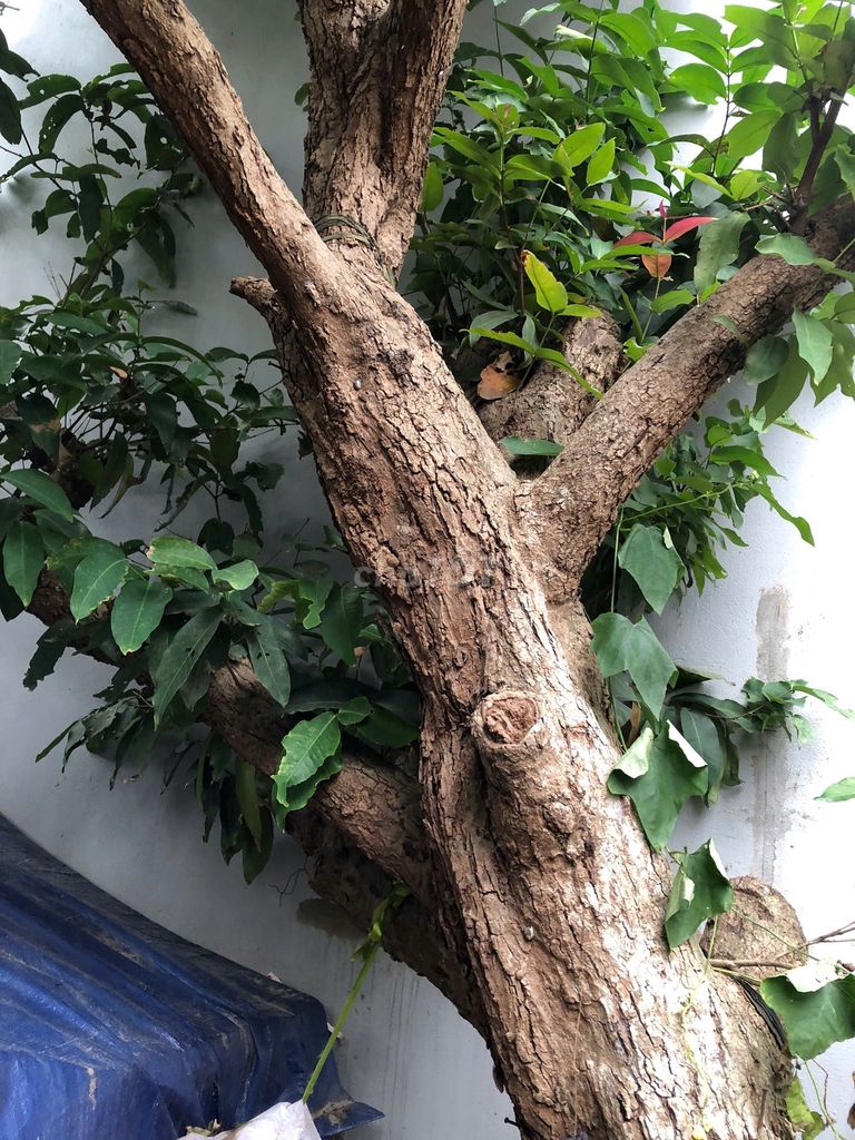Cây roi đỏ 60 năm sai quả. Mua bán Cây cảnh, đồ trang trí tại Quận Long Biên Hà Nội được đăng bởi Hung Lee hình 1