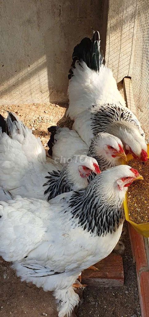Gà Brahma Trắng đen. Mua bán Gà tại Thị xã Tân Uyên Bình Dương được đăng bởi leMinh hình 1