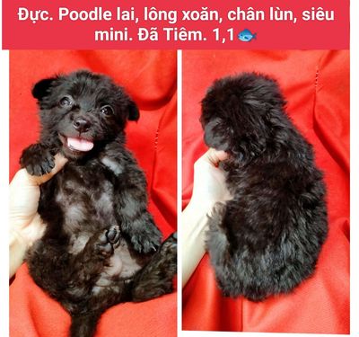 poodle lai, chihuahua lai - mini 