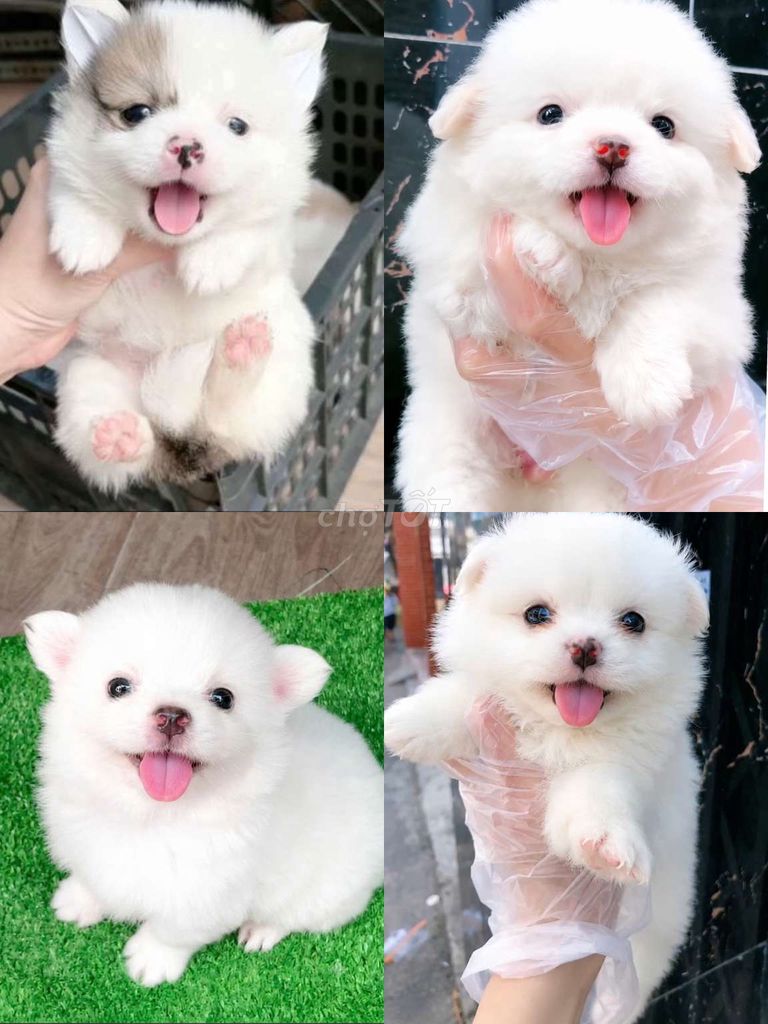 chó phốc sóc F đủ màu, 2 tháng tuổi. Mua bán Chó tại Quận Tân Bình Tp Hồ Chí Minh được đăng bởi Minh nguyễn  hình 1