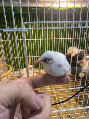 Chào mào bạch indo tách 50. Mua bán Chim tại Quận 3 Tp Hồ Chí Minh được đăng bởi Chào mào Nam Phương 