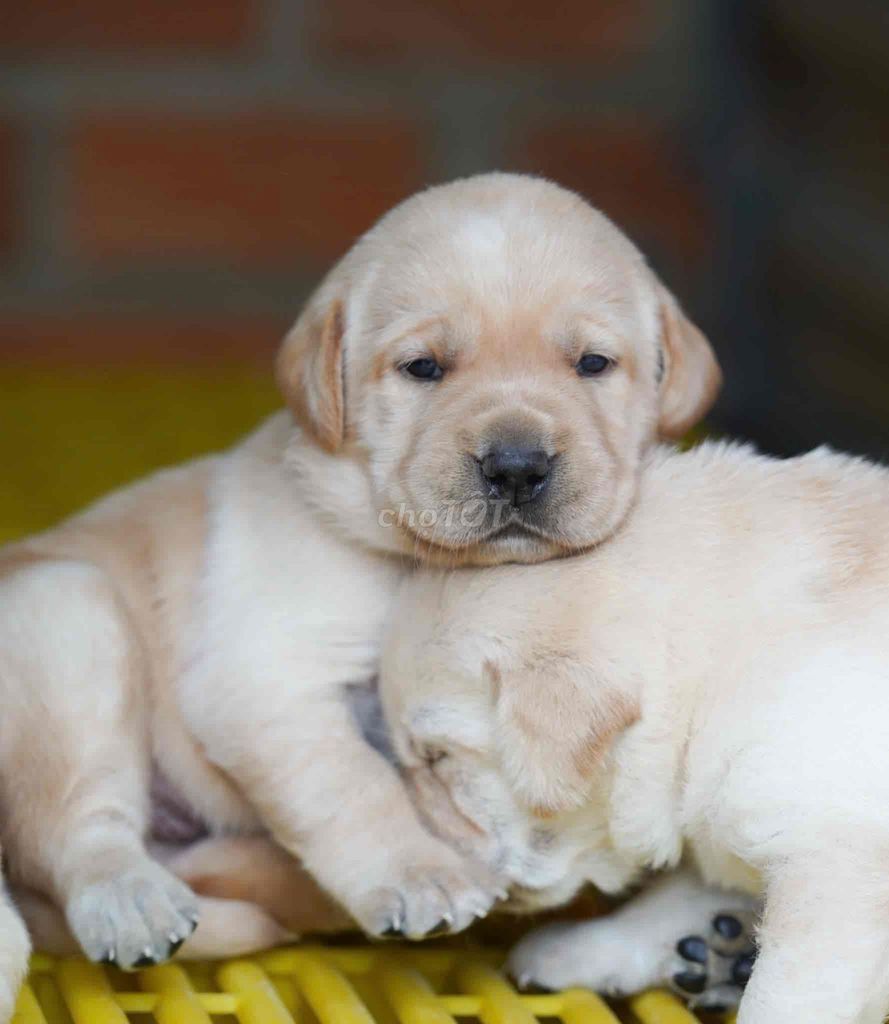 labrador thuần chủng ☘️☘️