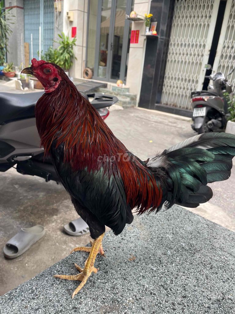 Que đuôi lao cánh gián mới ăn 1x. Mua bán Gà tại Quận 6 Tp Hồ Chí Minh được đăng bởi Ha Thanh Danh hình 1
