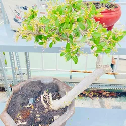 Bonsai Linh Sam Nghệ Thuật, Hoa Bay Trong Gió