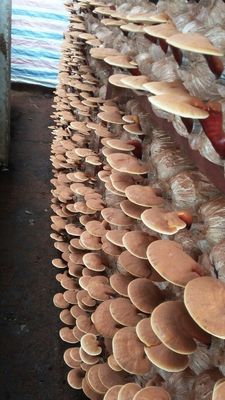 Nấm Linh Chi. Mua bán Đồ ăn, thực phẩm và các loại khác tại Thành phố Biên Hòa Đồng Nai được đăng bởi A. THẮNG