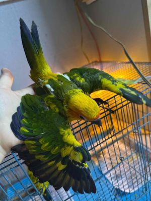 em sun non. 2 tháng .. Mua bán Chim tại Thành phố Thuận An Bình Dương được đăng bởi hien