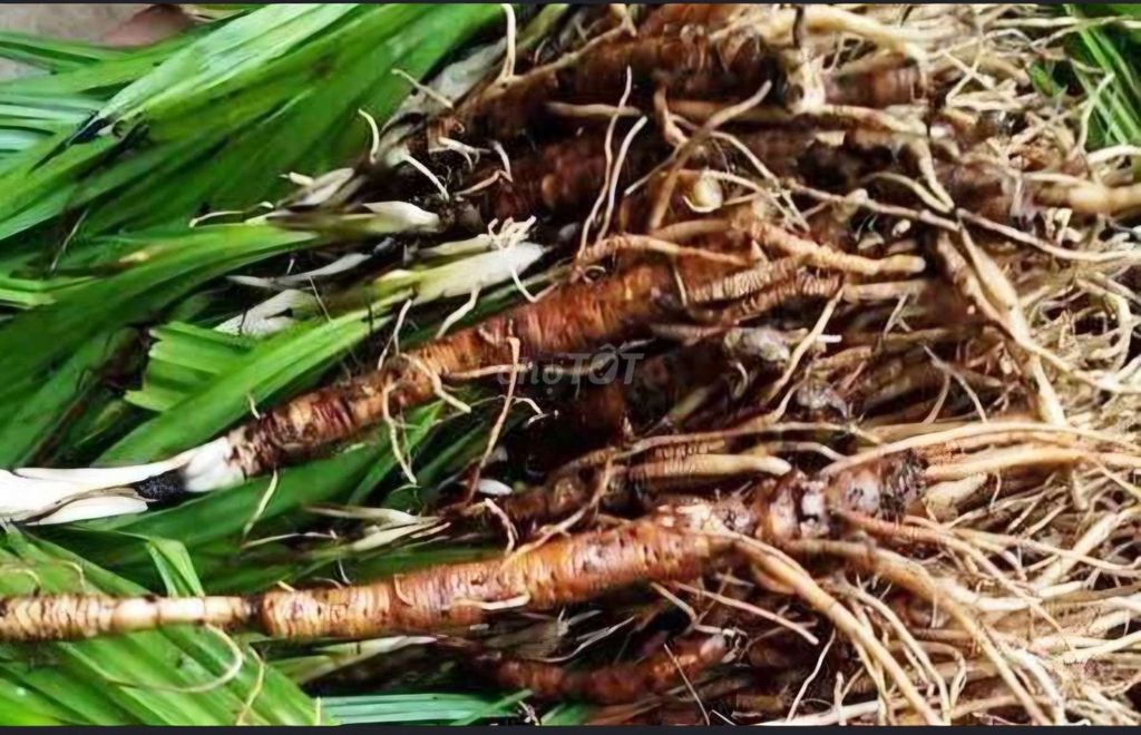 Sâm cau đen 1kg. Mua bán Đồ ăn, thực phẩm và các loại khác tại Thành phố Bảo Lộc Lâm Đồng được đăng bởi Dược Liệu Tây Nguyên hình 1