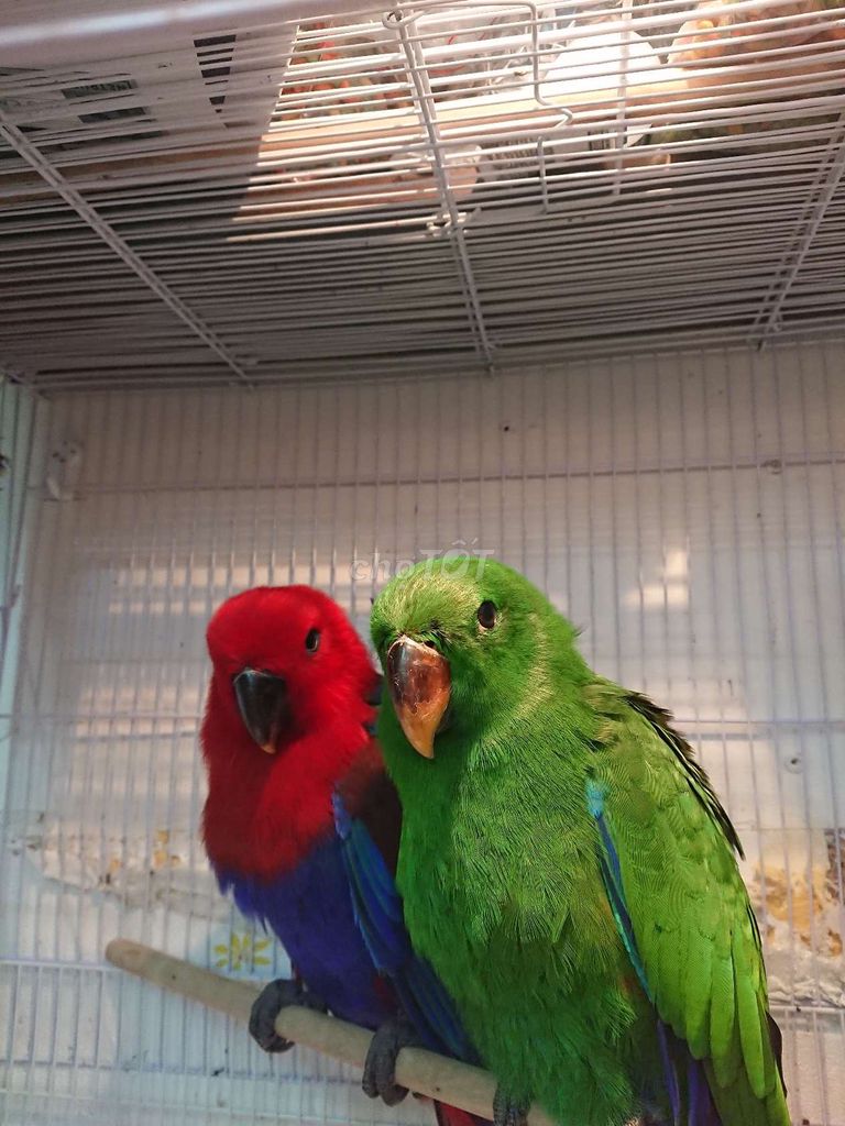 CẶP ECLECTUS ĐANG TẬP ĂN