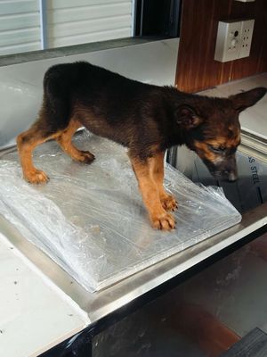 BÁN CHÓ CON – MALINOS LAI ROTTWEILER. Mua bán Chó tại Huyện Phú Giáo Bình Dương được đăng bởi Phát