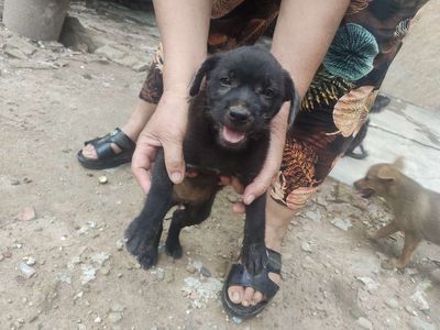 Bán chó phốc lại poodle 2 tháng tuổi. Mua bán Chó tại Huyện Thanh Trì Hà Nội được đăng bởi Vũ Hồng Thái