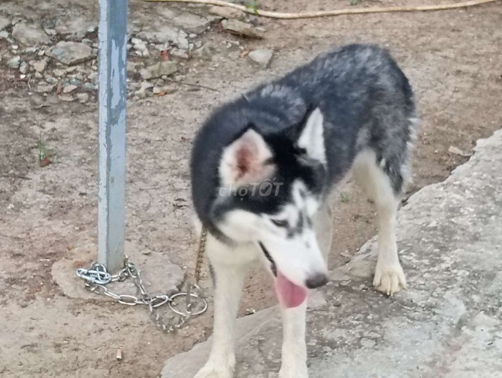 Chó Husky Cái Đen trắng Thuần chủng. Mua bán Chó tại Quận Cái Răng Cần Thơ được đăng bởi Nhân Rottweiler  hình 1