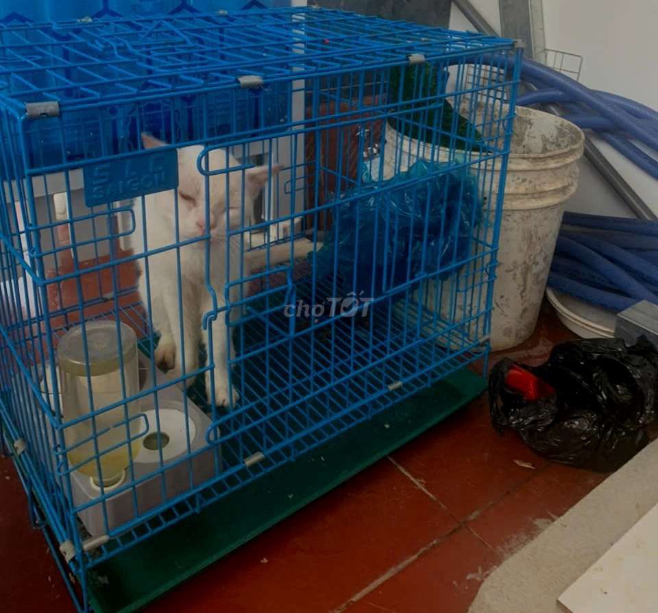 Cần bán 2 bé như hình..... Mua bán Mèo tại Huyện Phú Giáo Bình Dương được đăng bởi Bảo Trọng hình 1