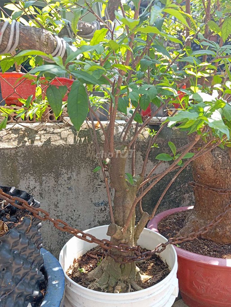 Mai chiếu thủy Nu Gò Công 30cm. Mua bán Cây cảnh, đồ trang trí tại Huyện Nhơn Trạch Đồng Nai được đăng bởi Trung hình 1