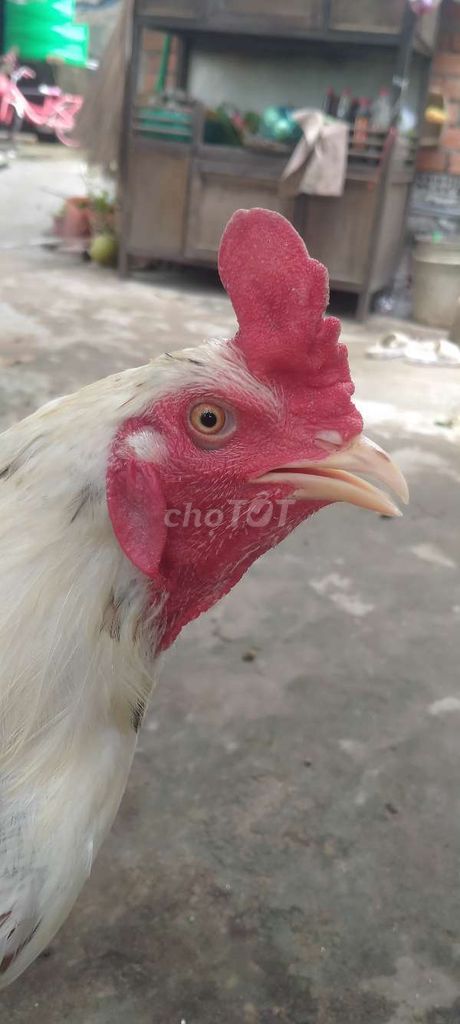 Gà trống 2.3kg Trắng đực. Mua bán Gà tại Thành phố Cao Lãnh Đồng Tháp được đăng bởi ý gà  hình 1