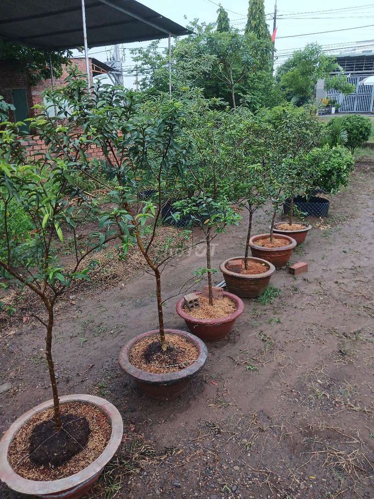 Cây cảnh Kim Đang Bonsai sân vườn. Mua bán Cây cảnh, đồ trang trí tại Huyện Long Thành Đồng Nai được đăng bởi phương thế ngọc hình 1
