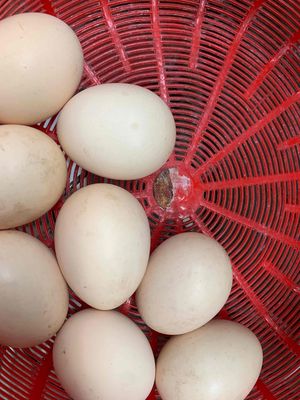 trứng gà ta. Mua bán Đồ ăn, thực phẩm và các loại khác tại Quận Nam Từ Liêm Hà Nội được đăng bởi Hung