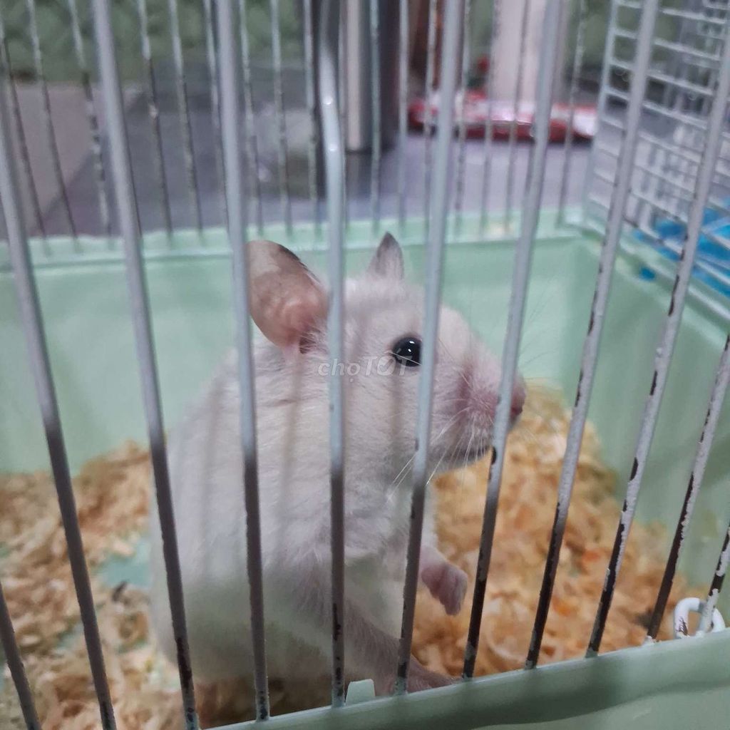 Chuột Hamster Trắng. Mua bán Thú cưng khác tại Quận Tân Phú Tp Hồ Chí Minh được đăng bởi Ngô Phương Uyên hình 1