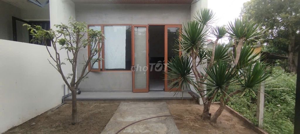 Bán Cây Mai Ta Đọt Xanh Và Thần Tài Núi Loại Lớn. Mua bán Cây cảnh, đồ trang trí tại Huyện Hòa Vang Đà Nẵng được đăng bởi Trung hình 1