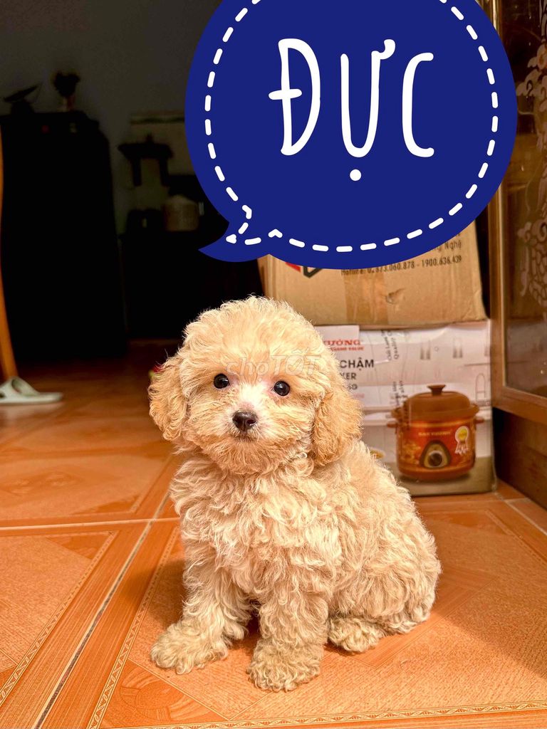 Chó Poodle Tiny đực cái nâu đỏ tiêm 2 mũi vaccin. Mua bán Chó tại Thành phố Biên Hòa Đồng Nai được đăng bởi Bingu Petshop  hình 4