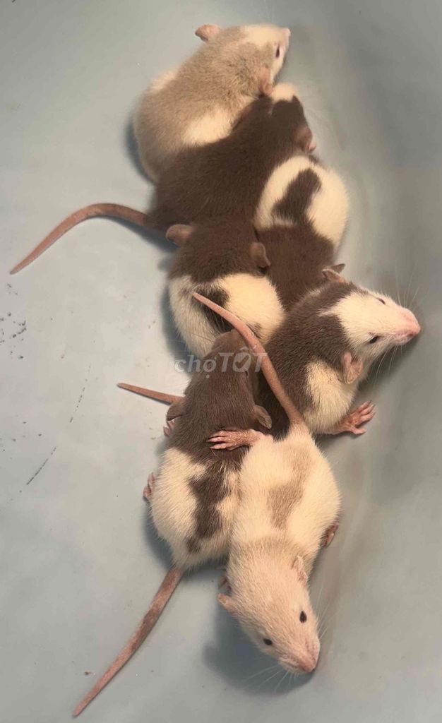 Chuột Rat Đen trắng Dễ thương tìm nhà mới. Mua bán Thú cưng khác tại Quận Hai Bà Trưng Hà Nội được đăng bởi Mai Yến Nguyễn hình 1