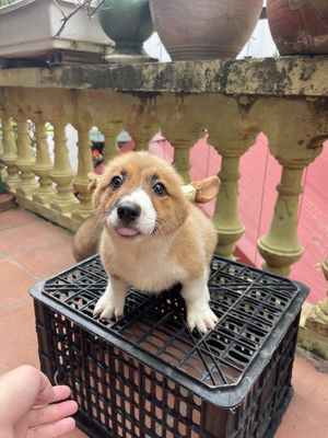 corgi 1 lông dài 1 lông ngắn