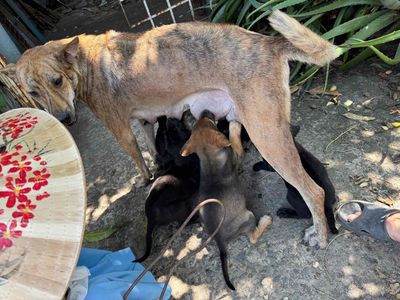 Chó Phú Quốc Nâu đen