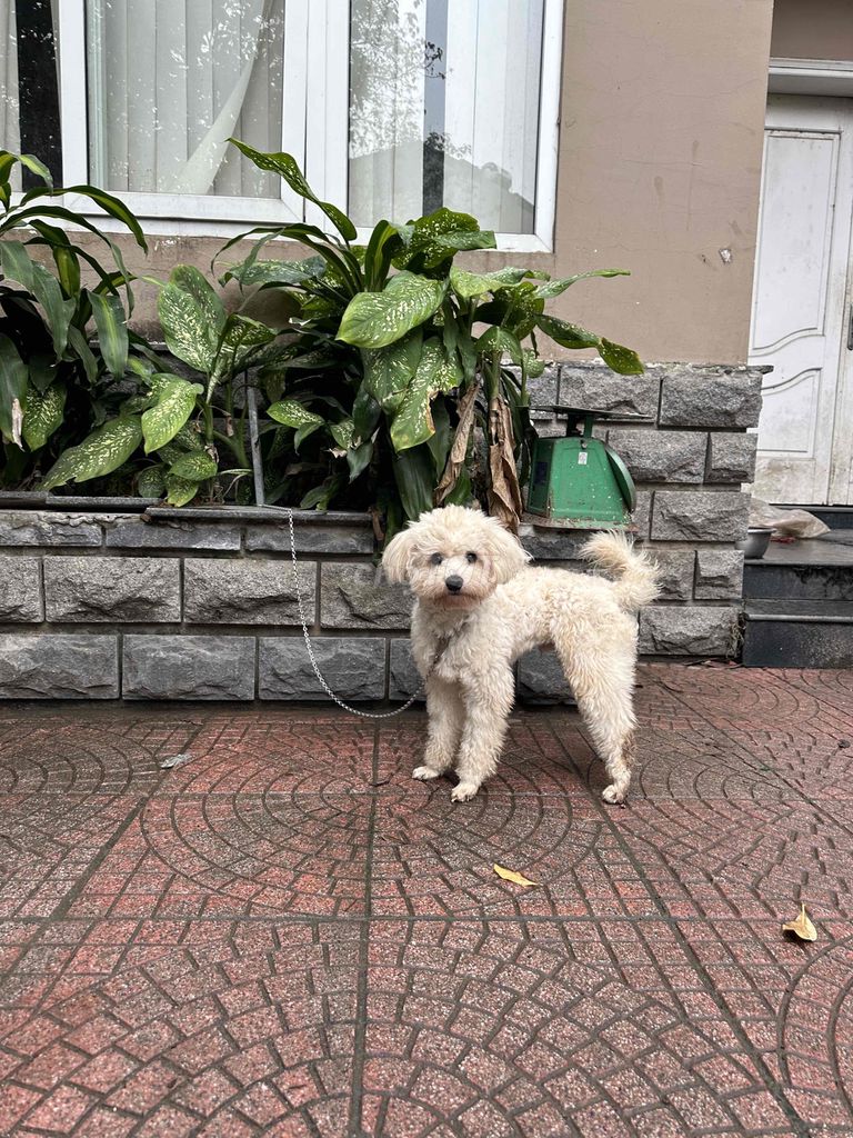 poodle trắng xinh kute