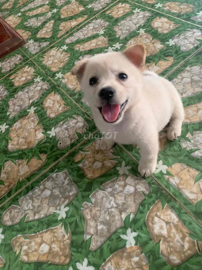 Chó Nhật xù trắng gần 2 tháng. Mua bán Chó tại Huyện Cư Jút Đắk Nông được đăng bởi Công Lập hình 1