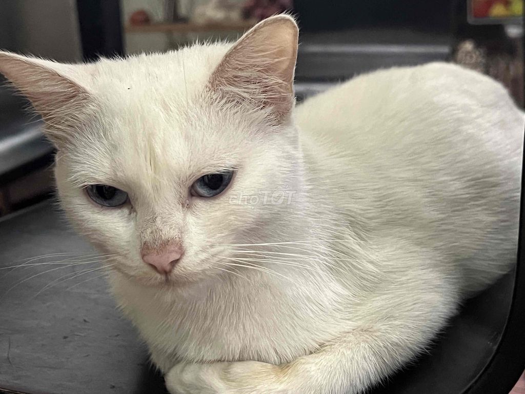 Mèo màu Trắng. Mua bán Mèo tại Huyện Gia Lâm Hà Nội được đăng bởi sóng biển hình 1